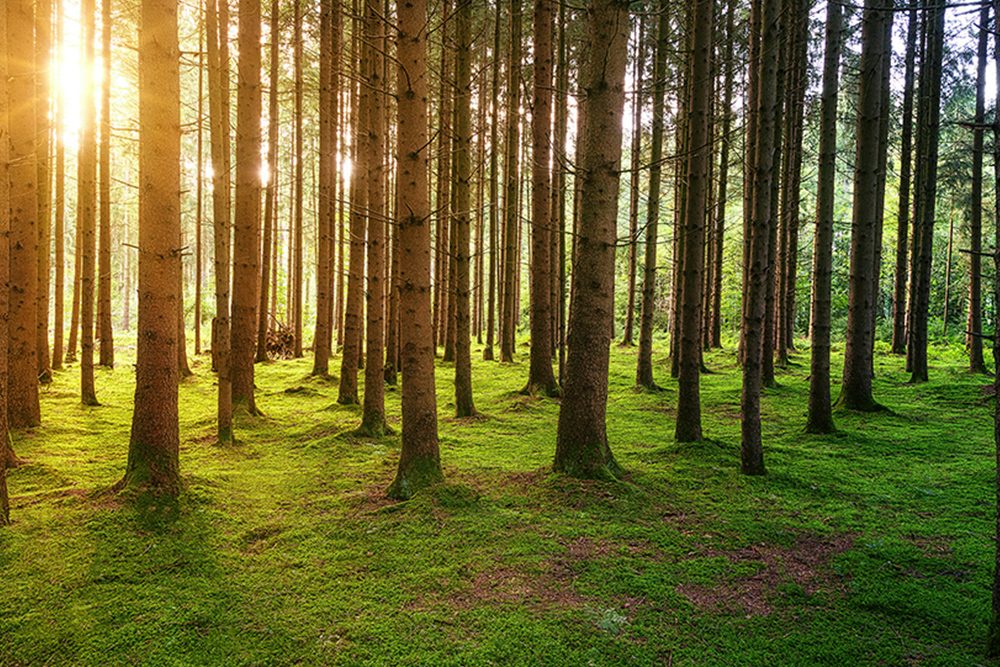 深根法则 | 品牌生态树的生存哲学